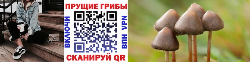 где купить наркотик  Бор  Псилоцибиновые грибы прущие грибы 